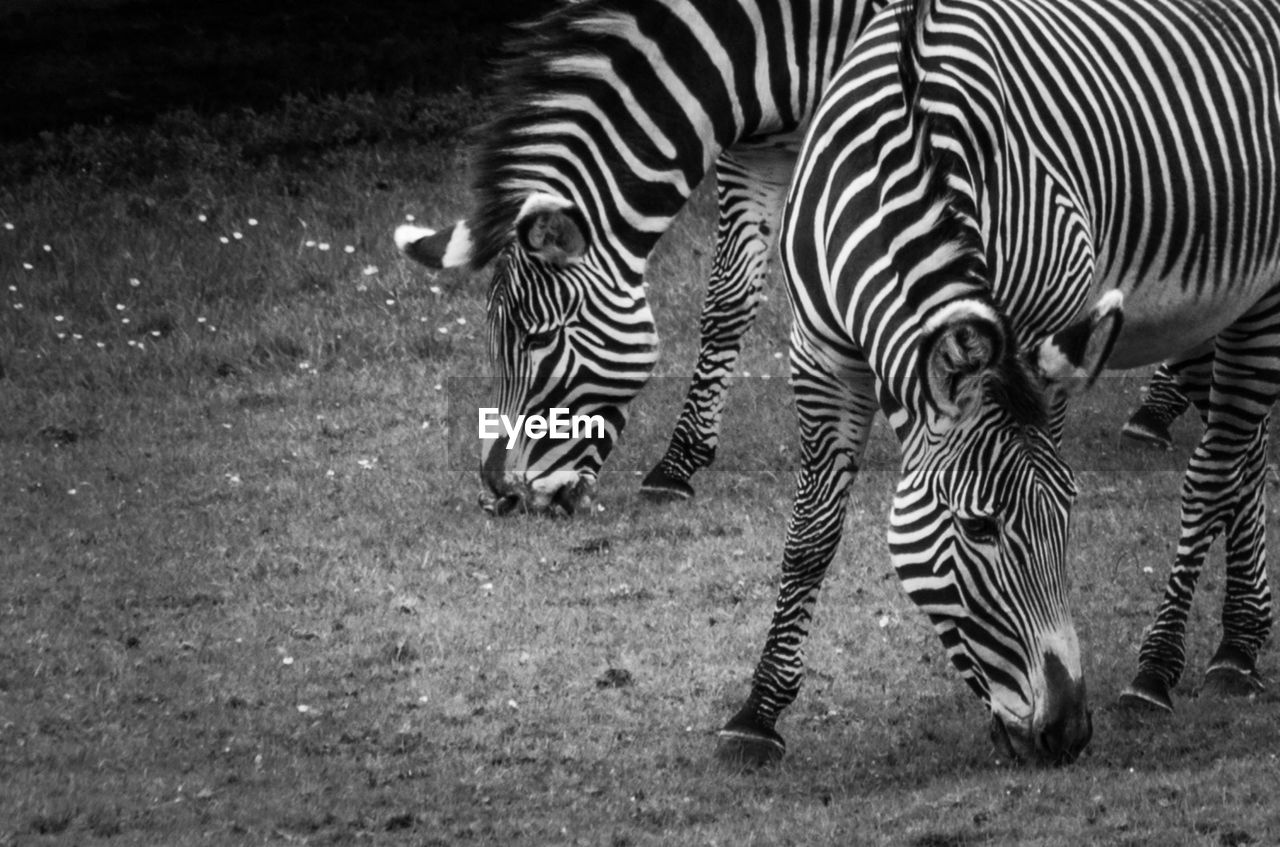 Close-up of zebra on field