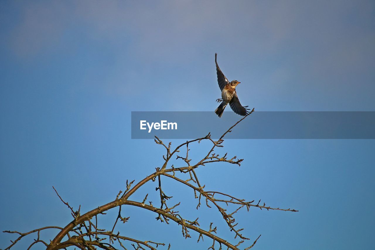 LOW ANGLE VIEW OF A BIRD FLYING