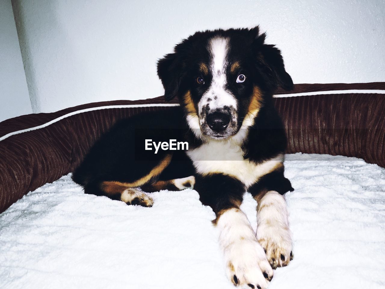 PORTRAIT OF DOG SITTING ON BED AT HOME