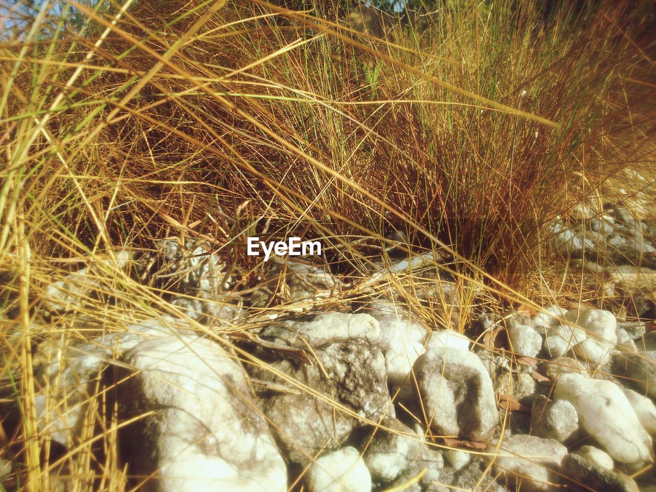 CLOSE-UP VIEW OF LIZARD