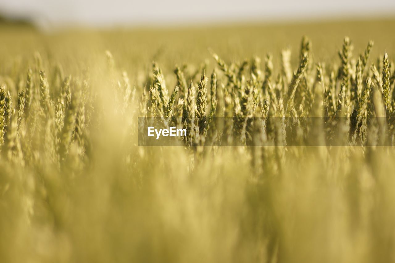 Close-up of wheat field