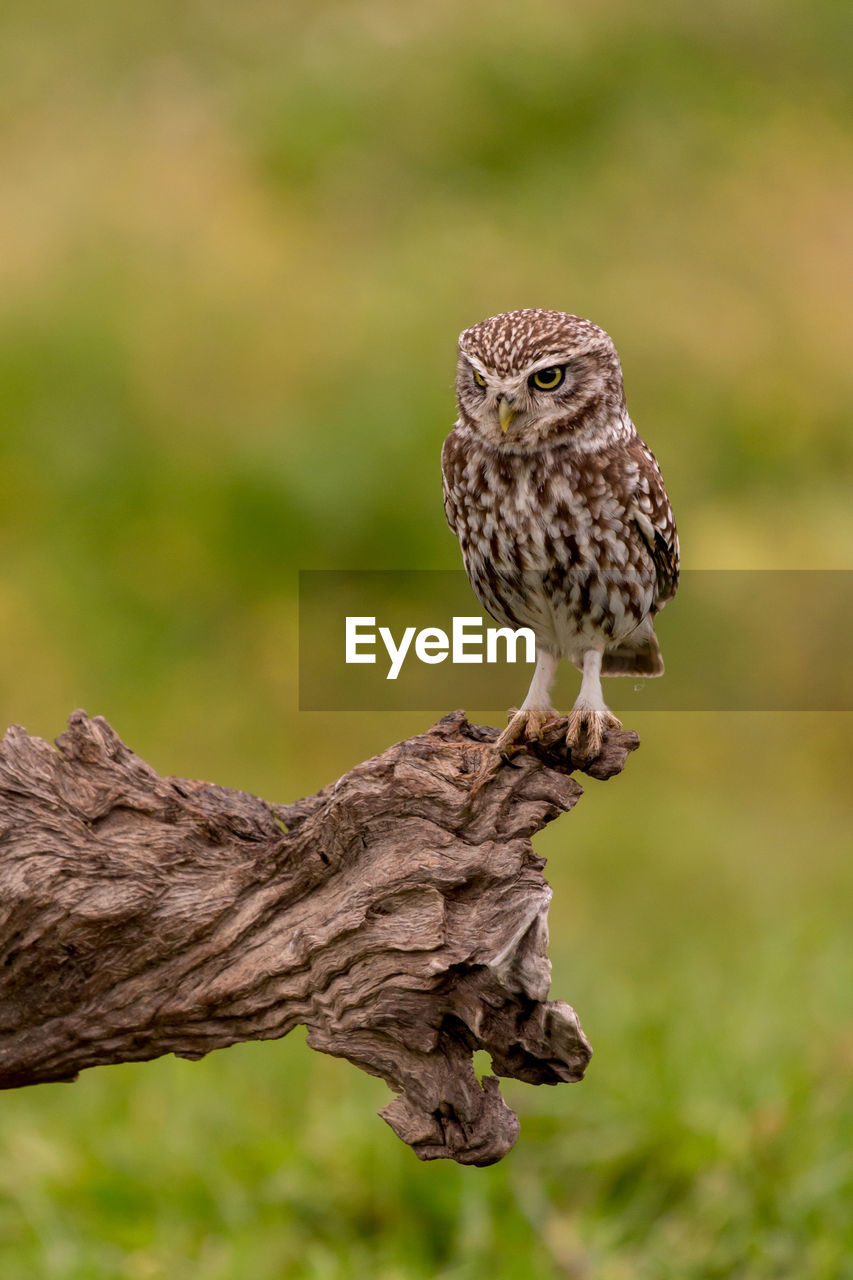 CLOSE-UP OF OWL PERCHING ON TREE