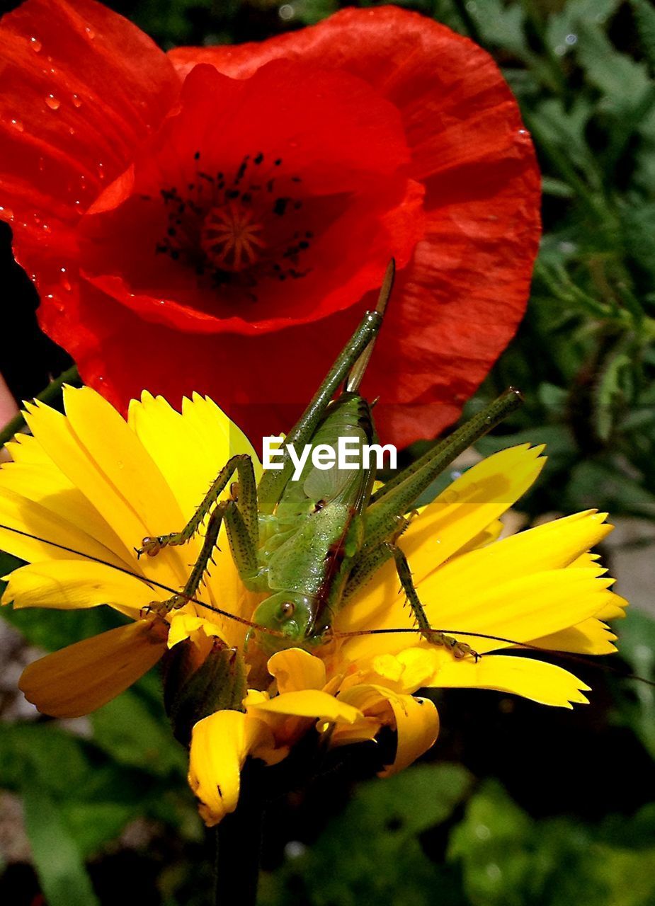 Close-up of insect on yellow flower