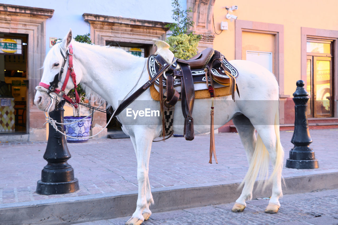 Horse in street on city for tourism riding