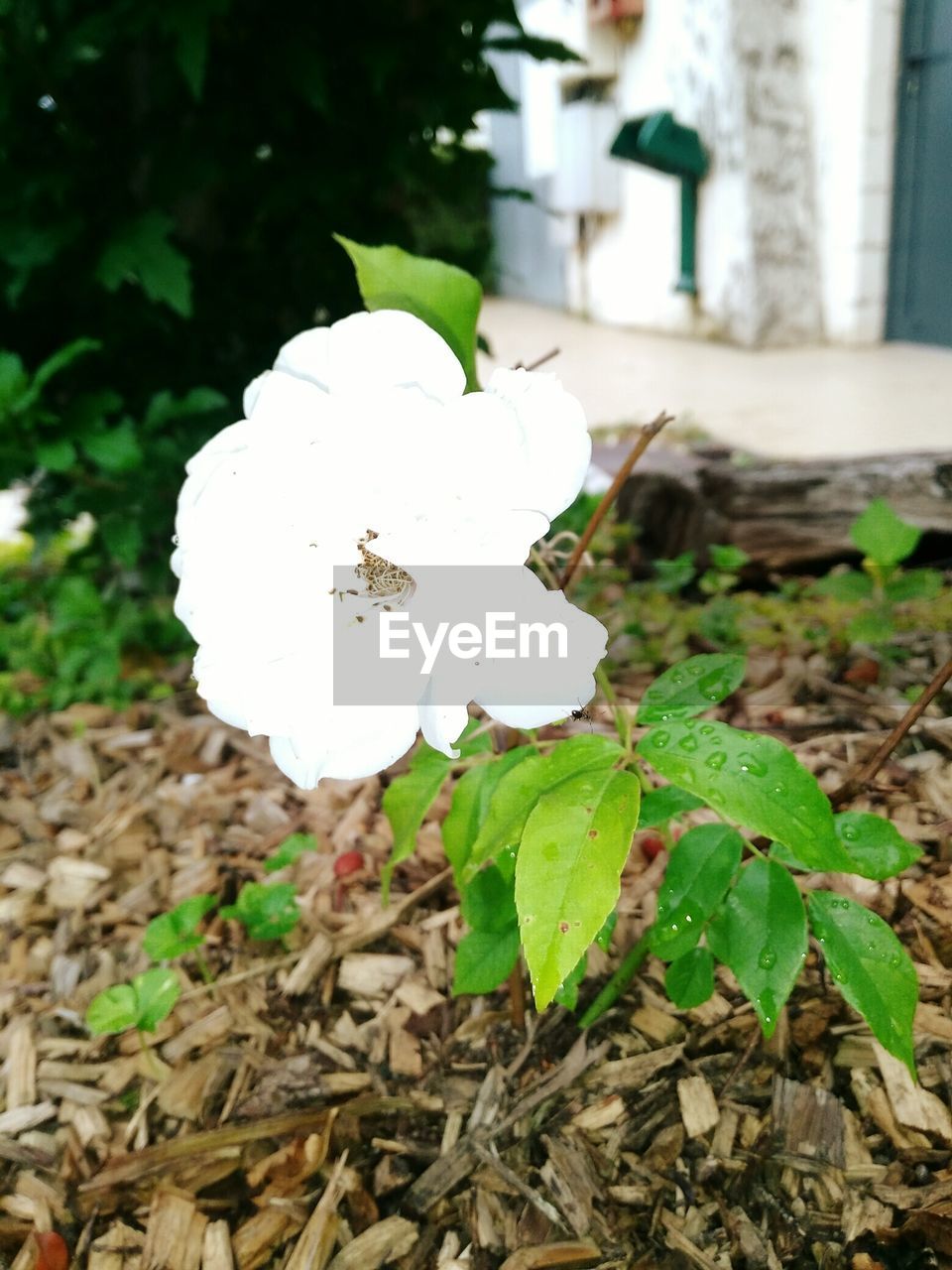 WHITE ROSE BLOOMING OUTDOORS