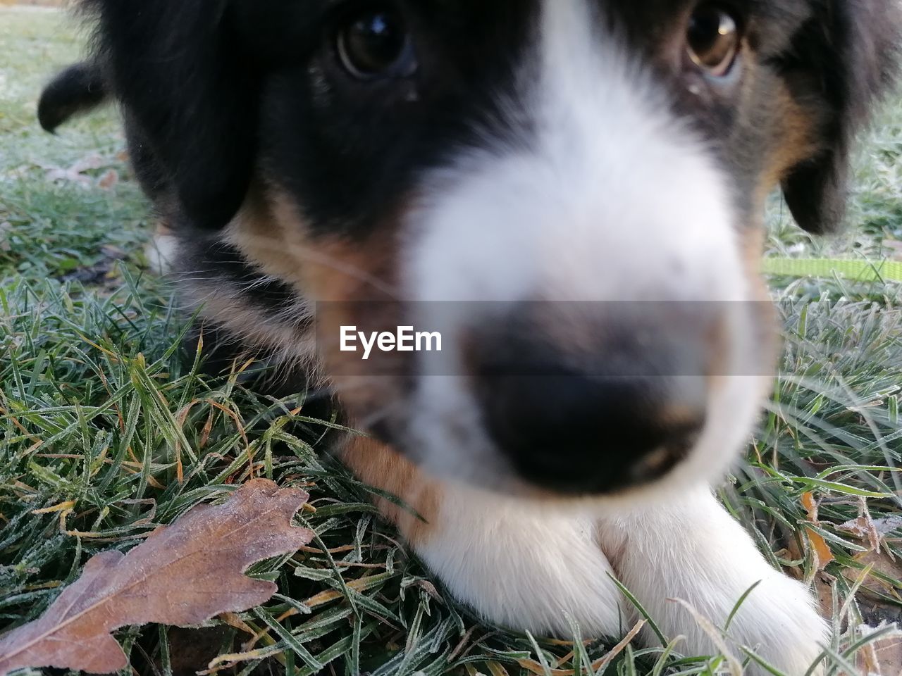 PORTRAIT OF DOG LYING ON FIELD