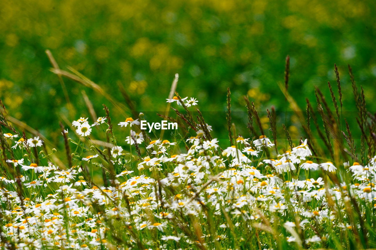 Close-up of white flowering plants on field