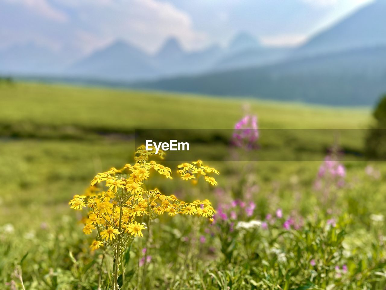 YELLOW FLOWERING PLANT ON FIELD AGAINST MOUNTAIN