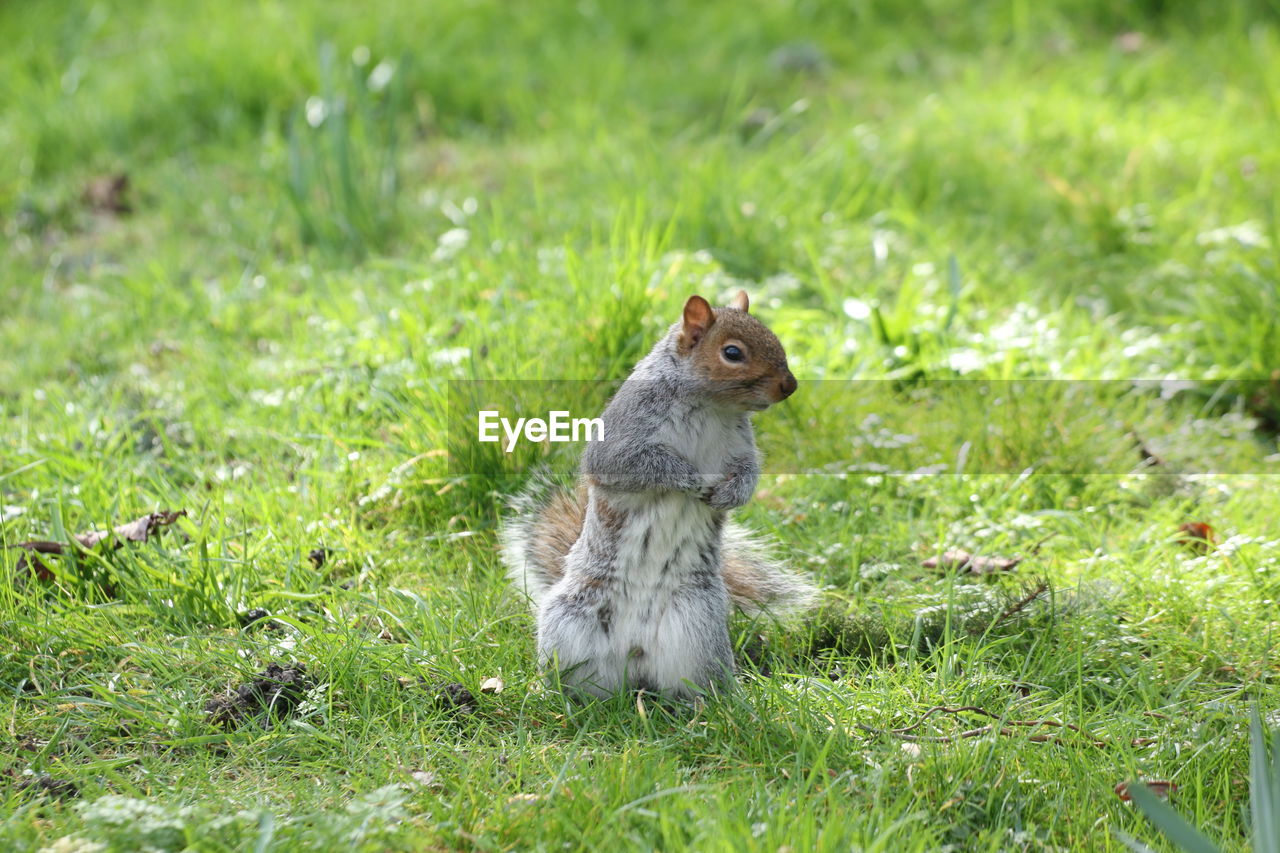 SQUIRREL STANDING ON GRASS