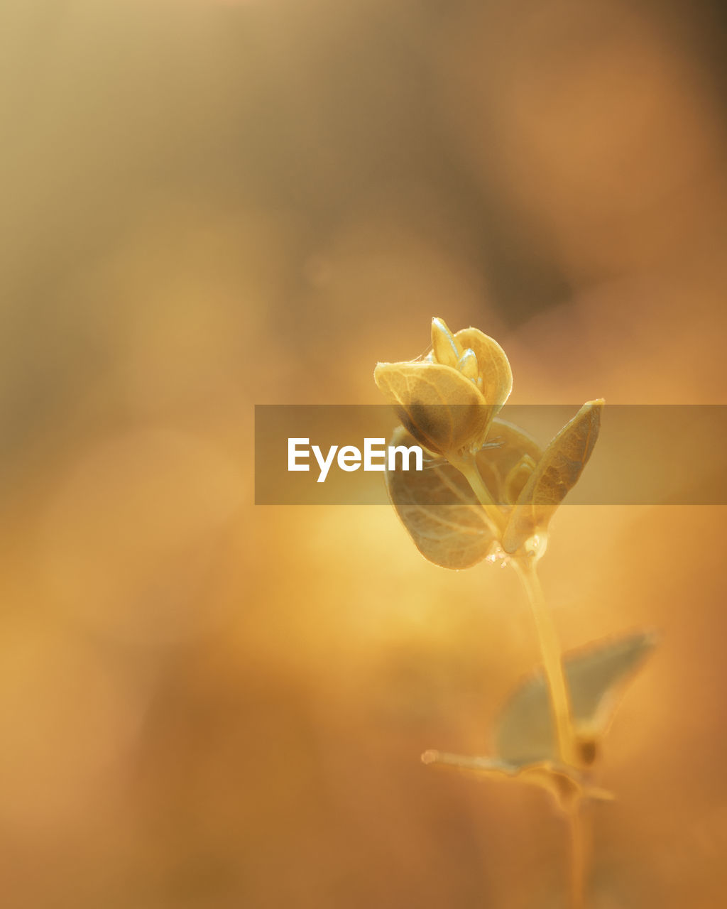 yellow, sunlight, leaf, plant, nature, flower, beauty in nature, close-up, macro photography, petal, freshness, no people, growth, sunset, plant part, fragility, flowering plant, branch, copy space, focus on foreground, outdoors, tranquility, light, selective focus, back lit, backgrounds, springtime, sky, autumn, gold, plant stem, softness, summer, defocused, environment