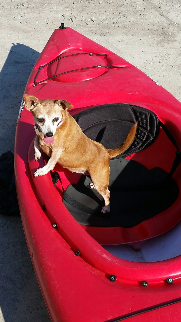 DOG SITTING IN RED CAR