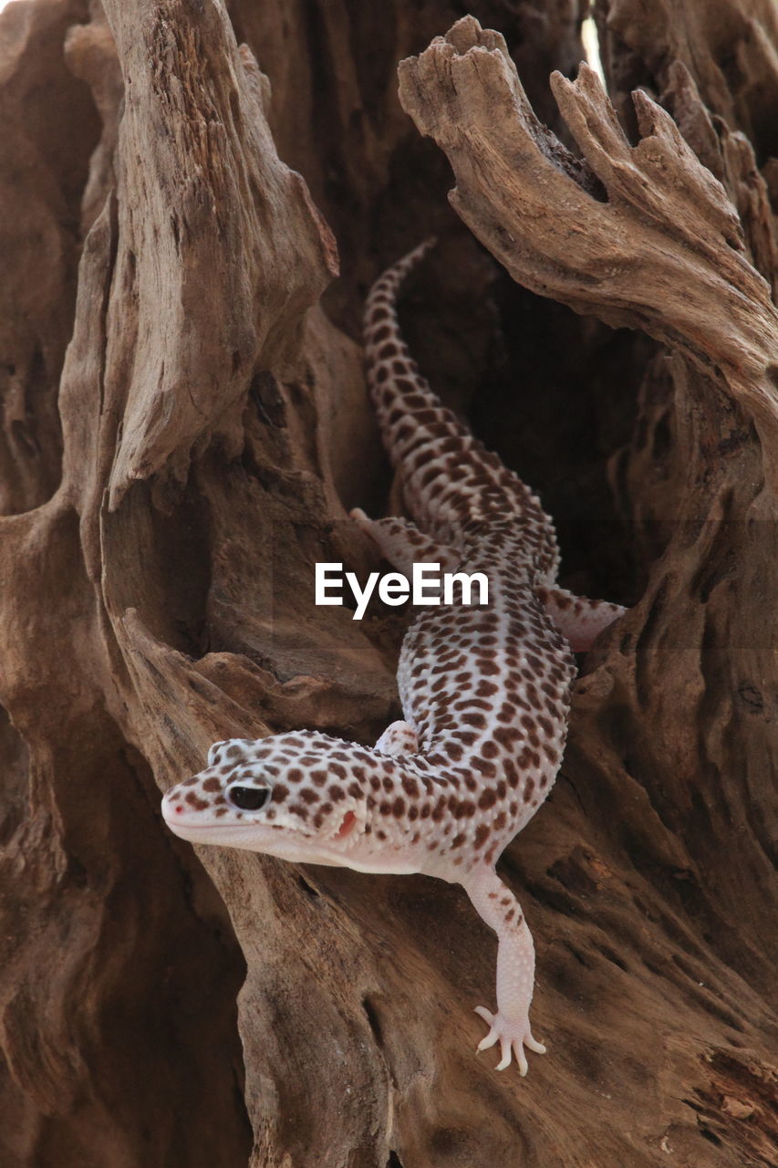 Close-up of lizard on tree trunk