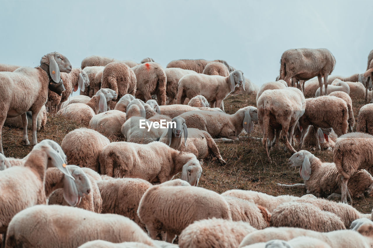 A herd of white sheeps eating grass on the top of a mountain 