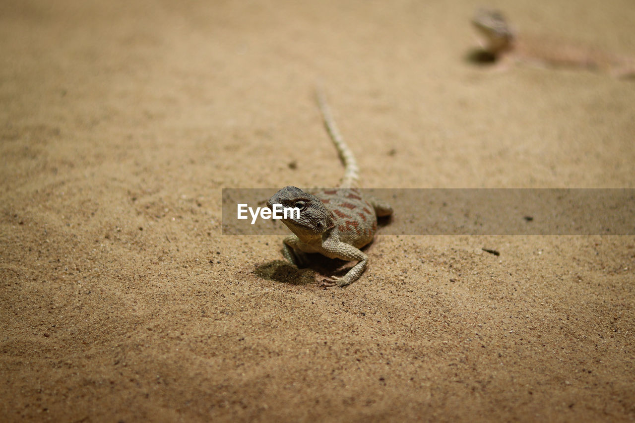 Rapelus sanguinolentus stands motionless on the sandy ground, looking back curiously, wondering 