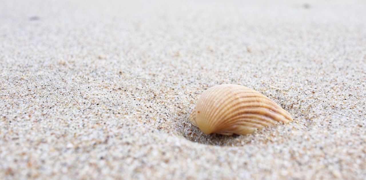CLOSE-UP OF SHELL ON BEACH