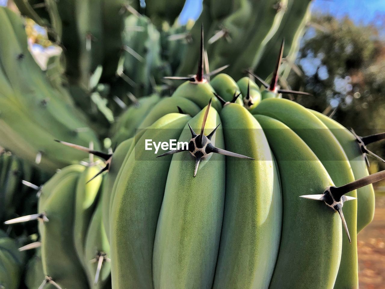 CLOSE-UP OF FRUITS GROWING ON PLANT