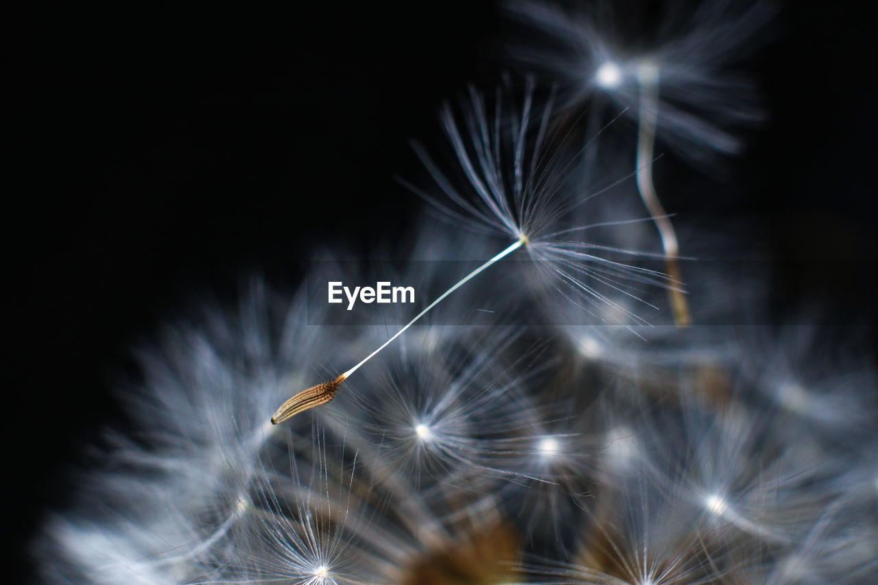 Close-up of dandelion seeds against black background