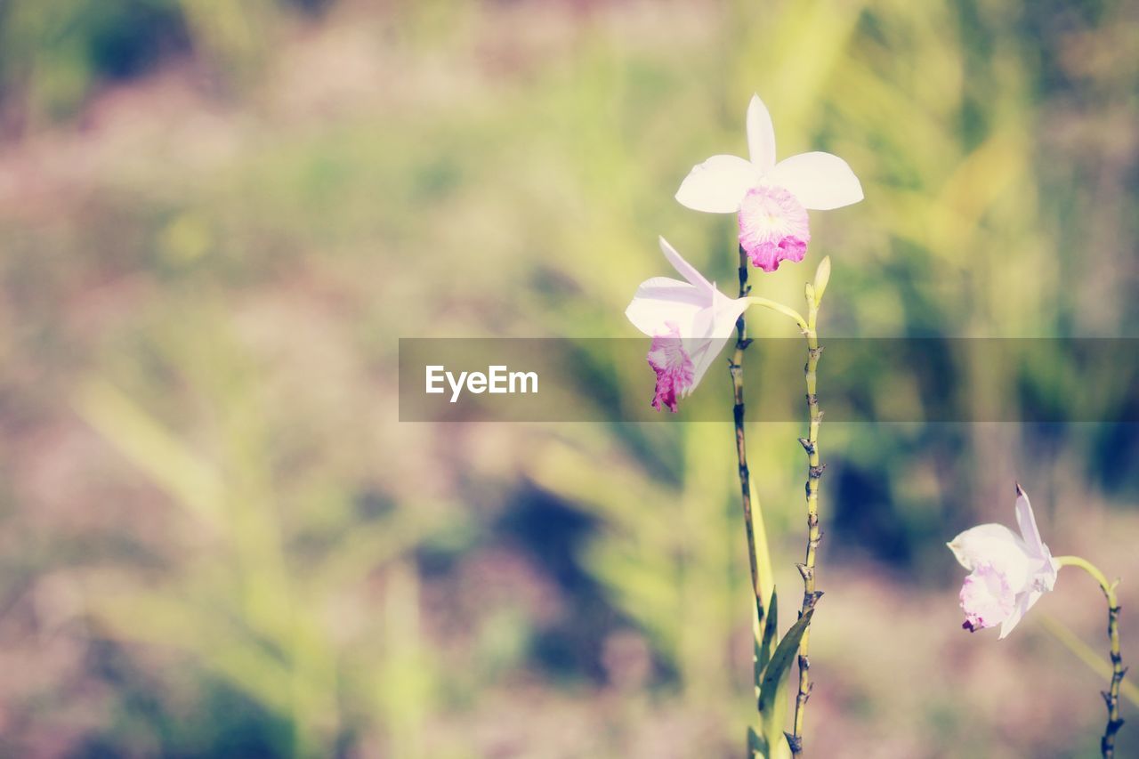 CLOSE-UP OF PINK FLOWERS BLOOMING