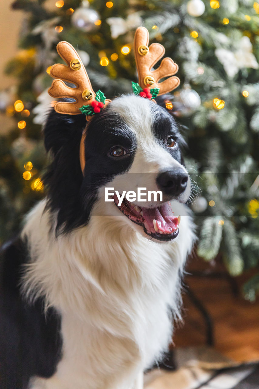 Funny puppy dog border collie wearing christmas costume deer horns hat near christmas tree at home