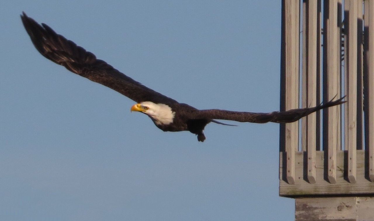 LOW ANGLE VIEW OF EAGLE FLYING IN SKY