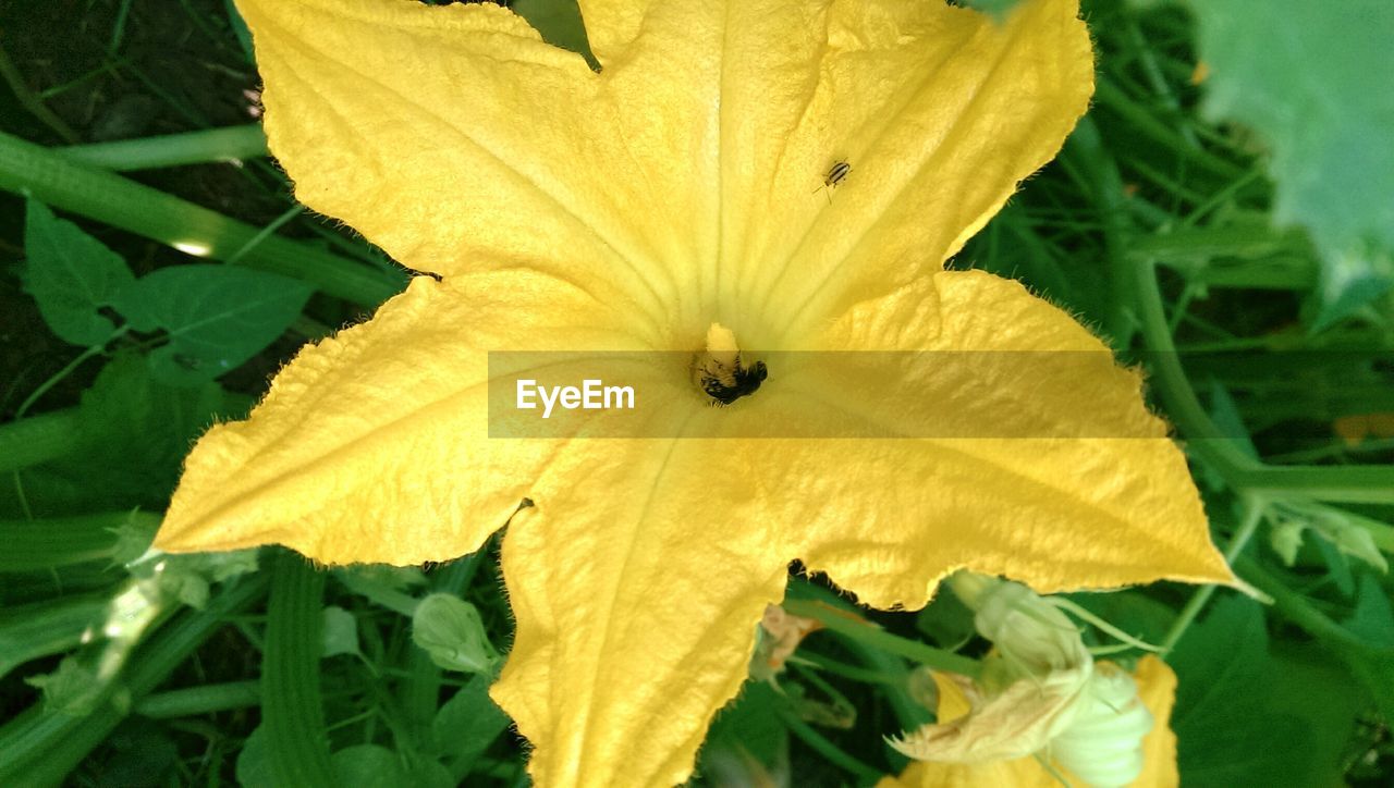Close-up of yellow flower