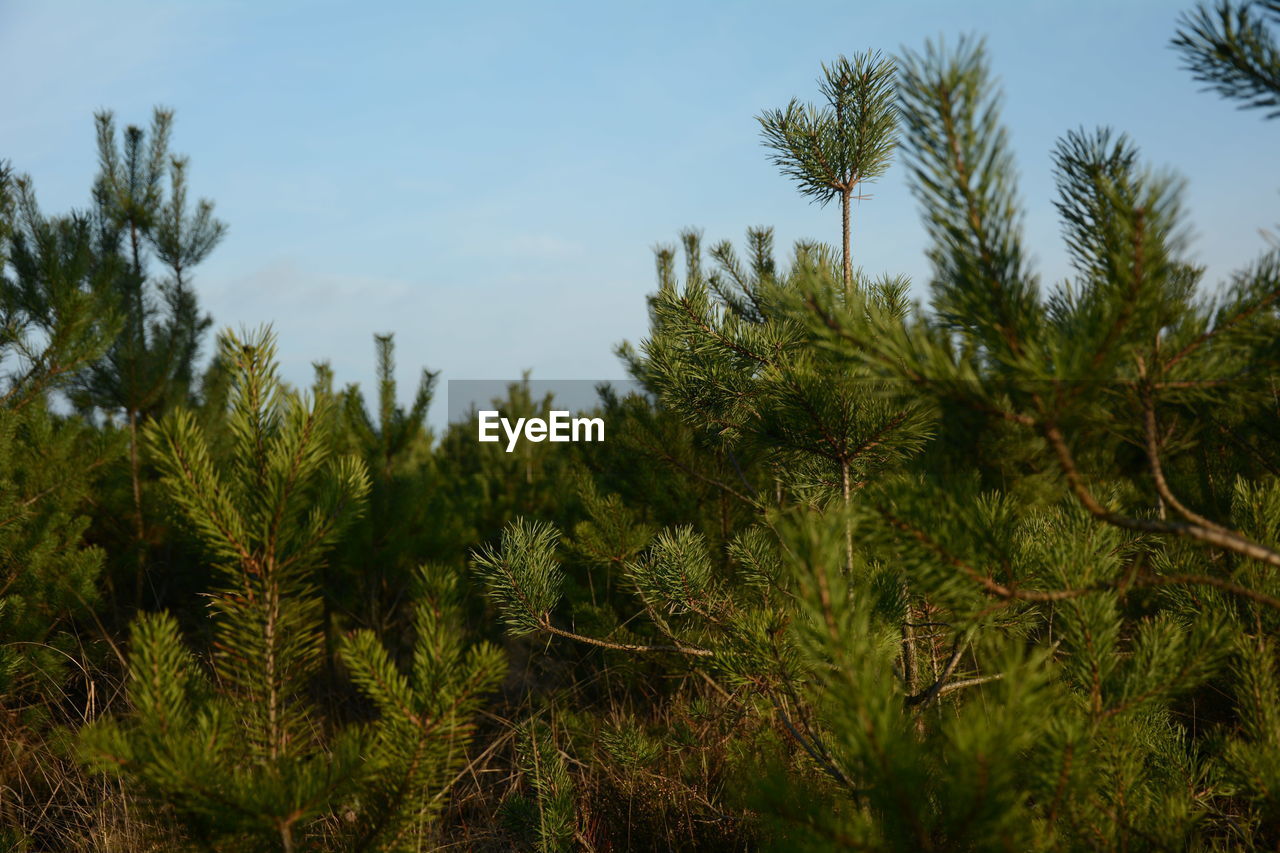 Close-up of pine trees on field against sky