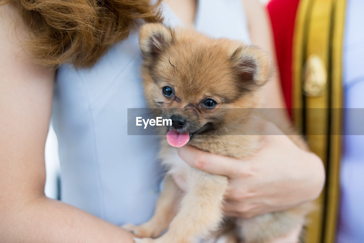 Midsection of woman holding puppy