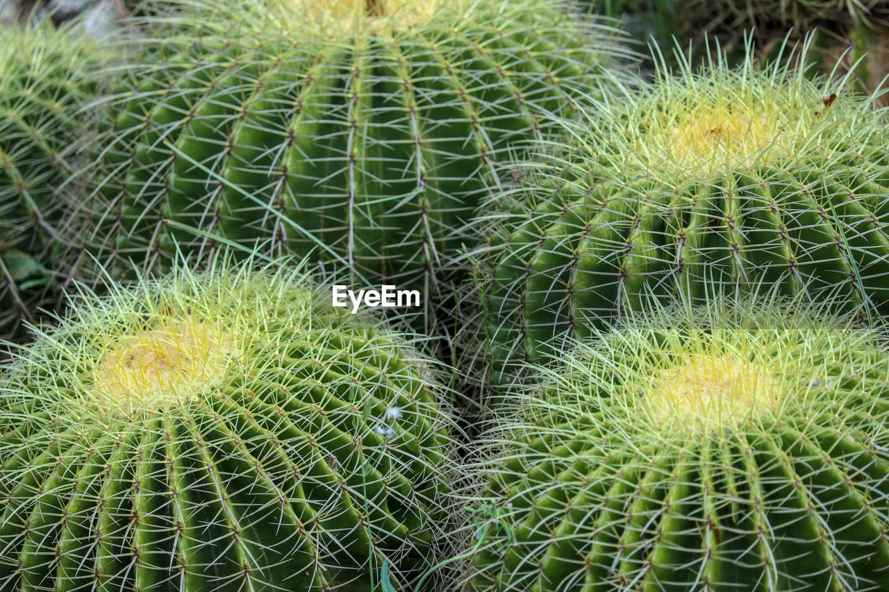 Close-up of cactus plant growing on field