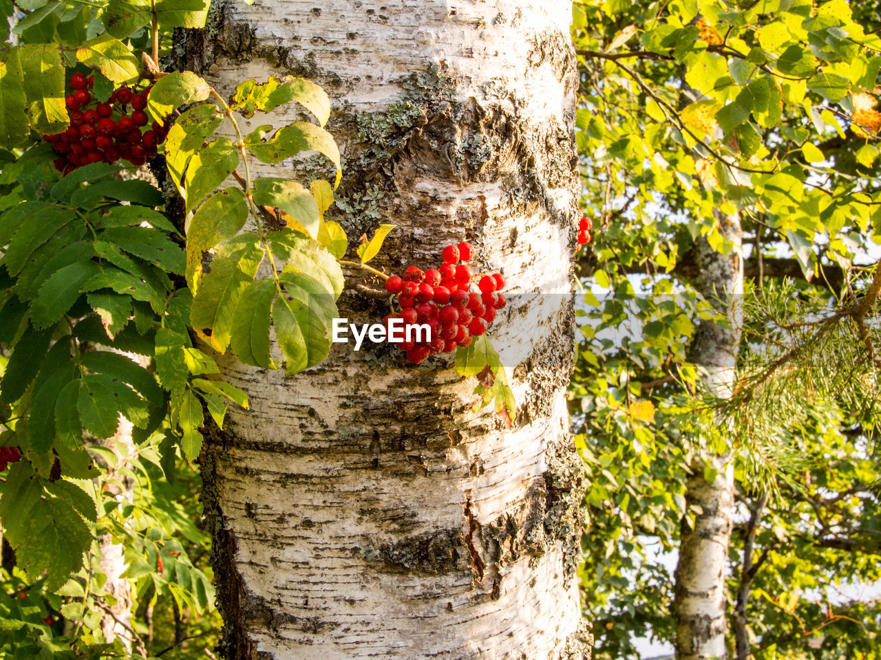 CLOSE-UP OF RED FRUITS ON TREE