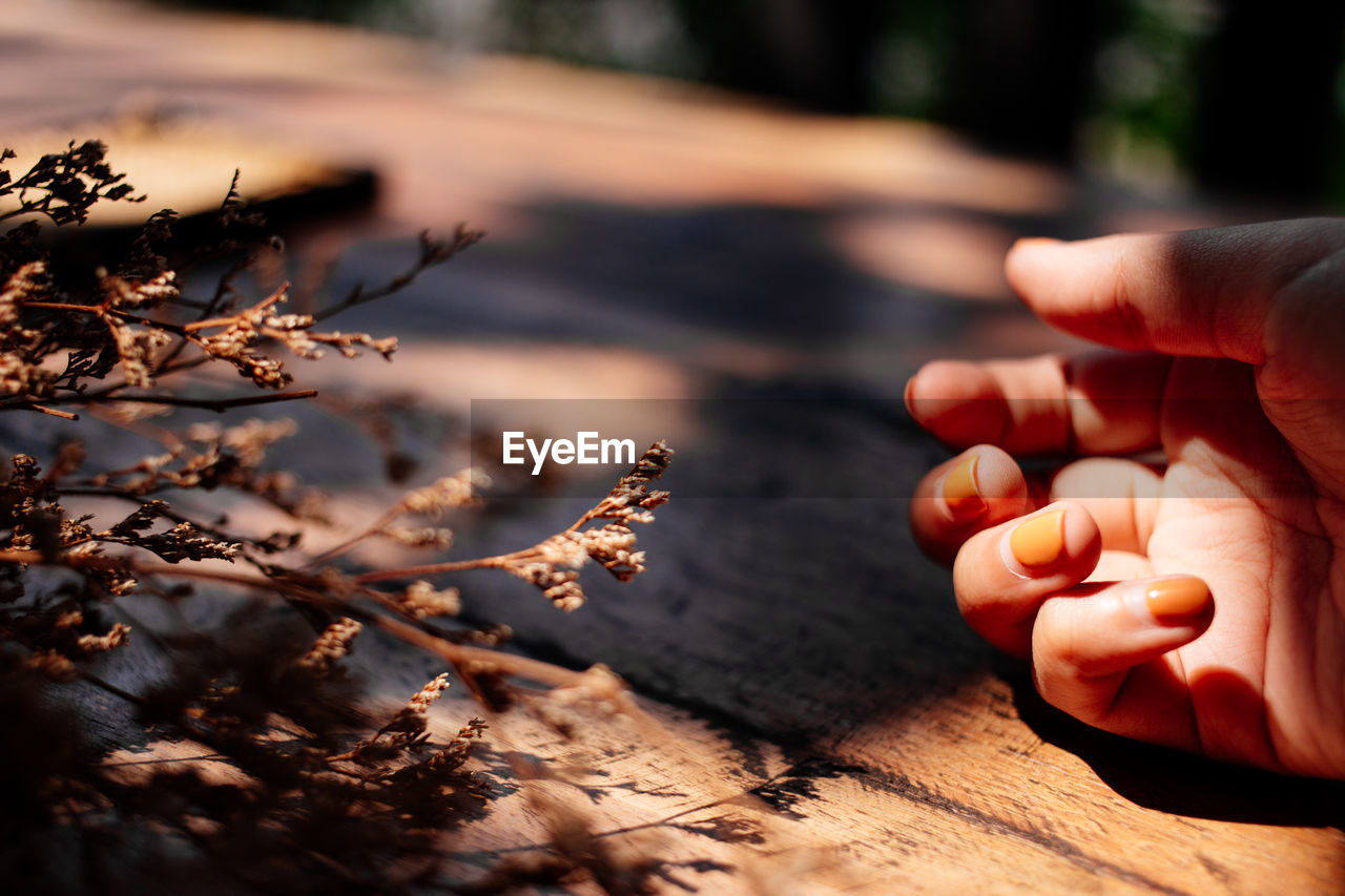 Cropped hand of woman by dead plants on wooden table