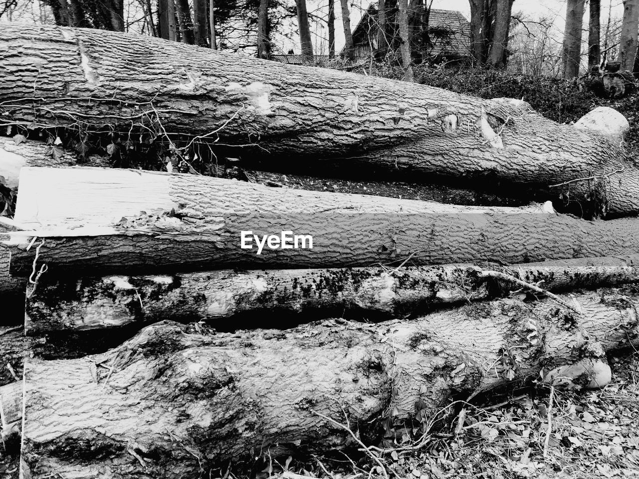 STACK OF FIREWOOD IN FOREST