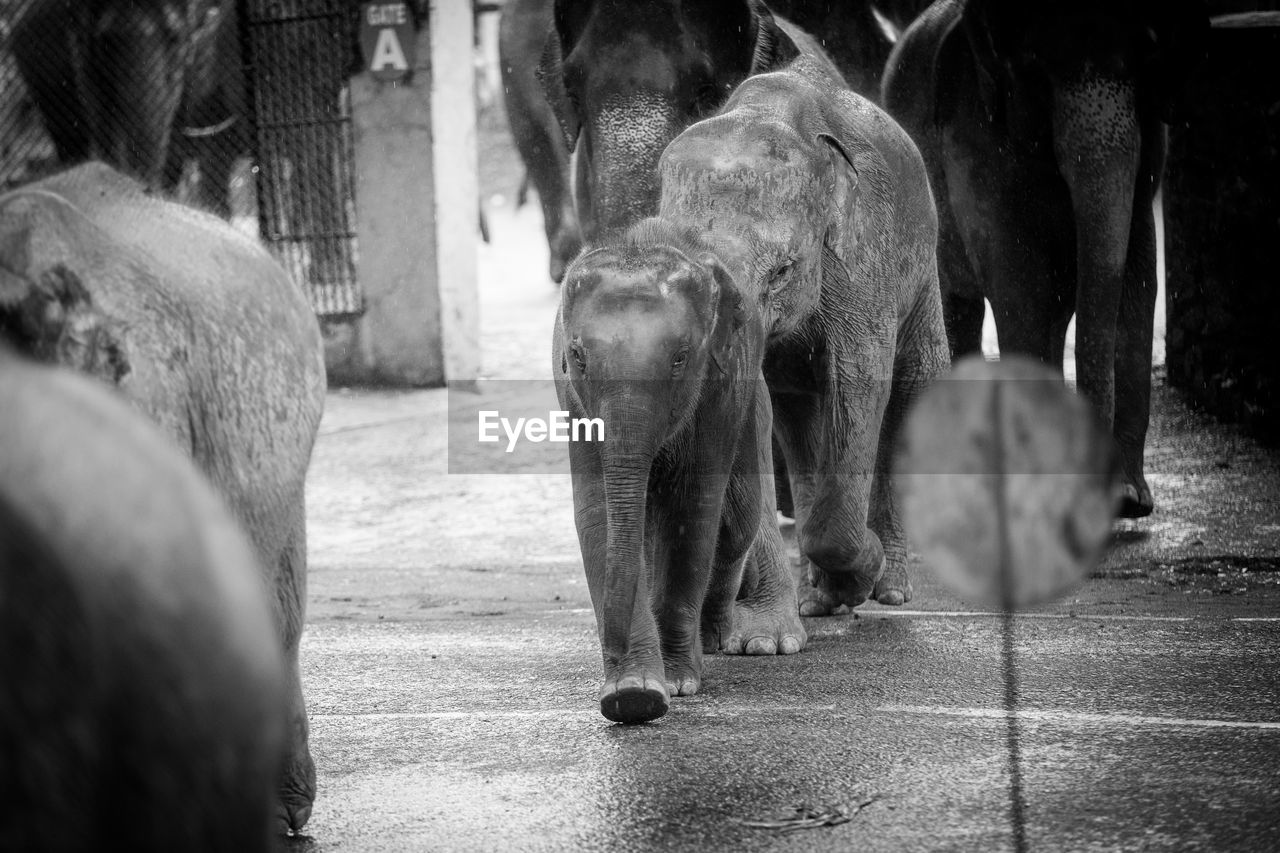 Elephants walking on road