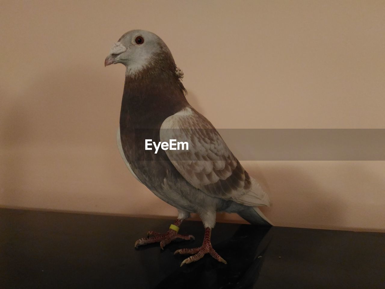 CLOSE-UP OF BIRD PERCHING ON FLOOR