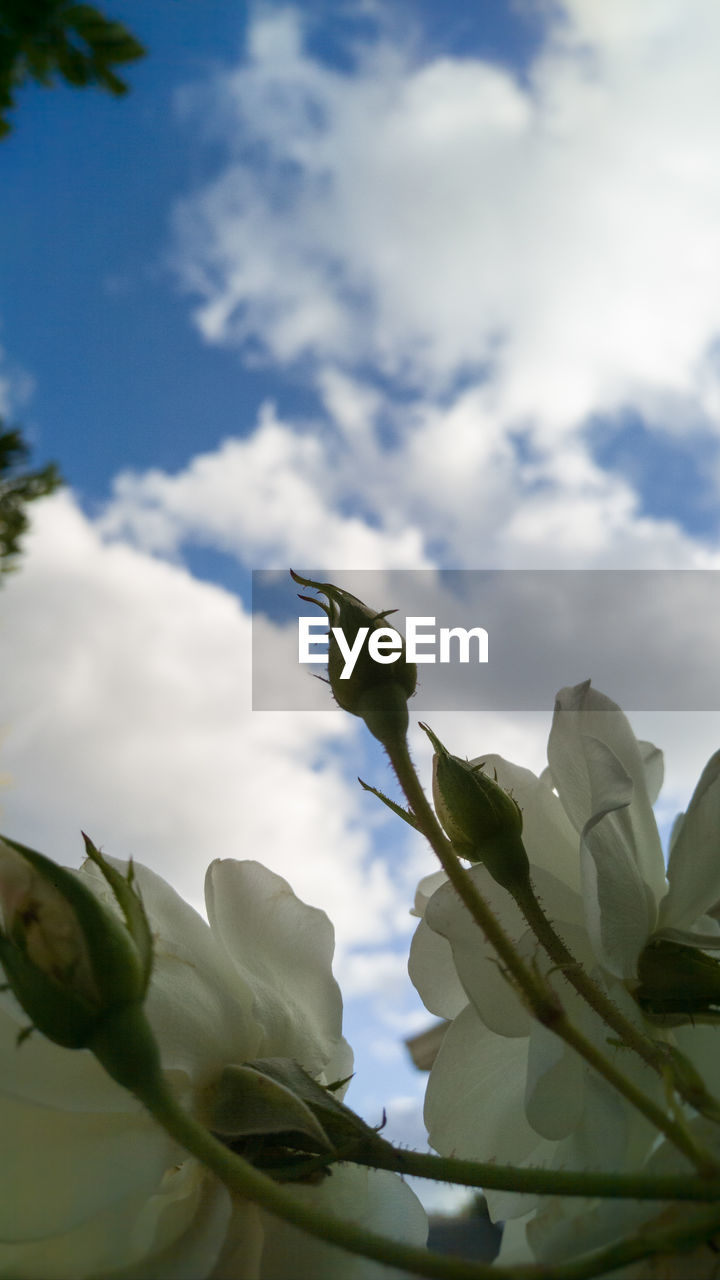 Low angle view of flowers against sky