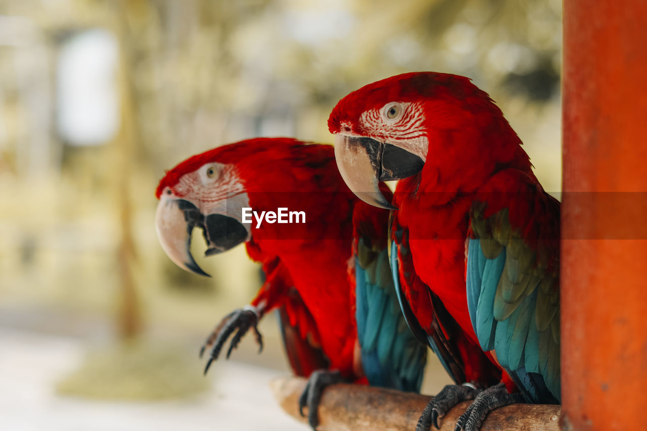 Two red blue cockatoo parrots sitting on a branch in the bird park. exotic birds in wildlife