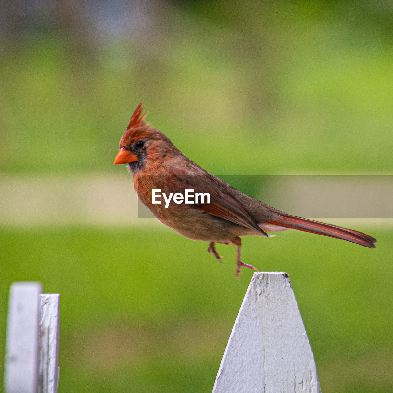 CLOSE-UP OF BIRD PERCHING ON A FENCE