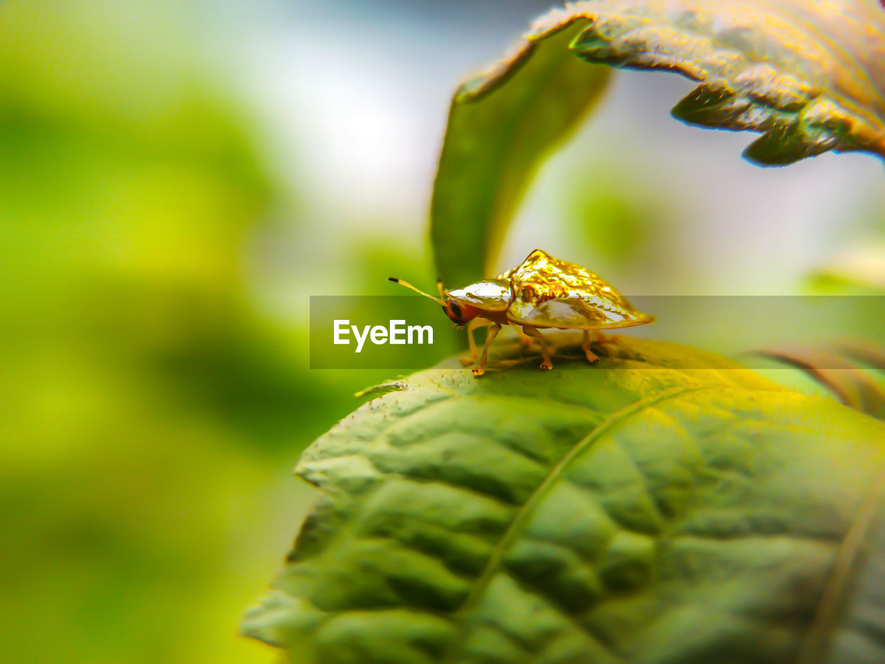 Ladybug of gold perched on a leaf