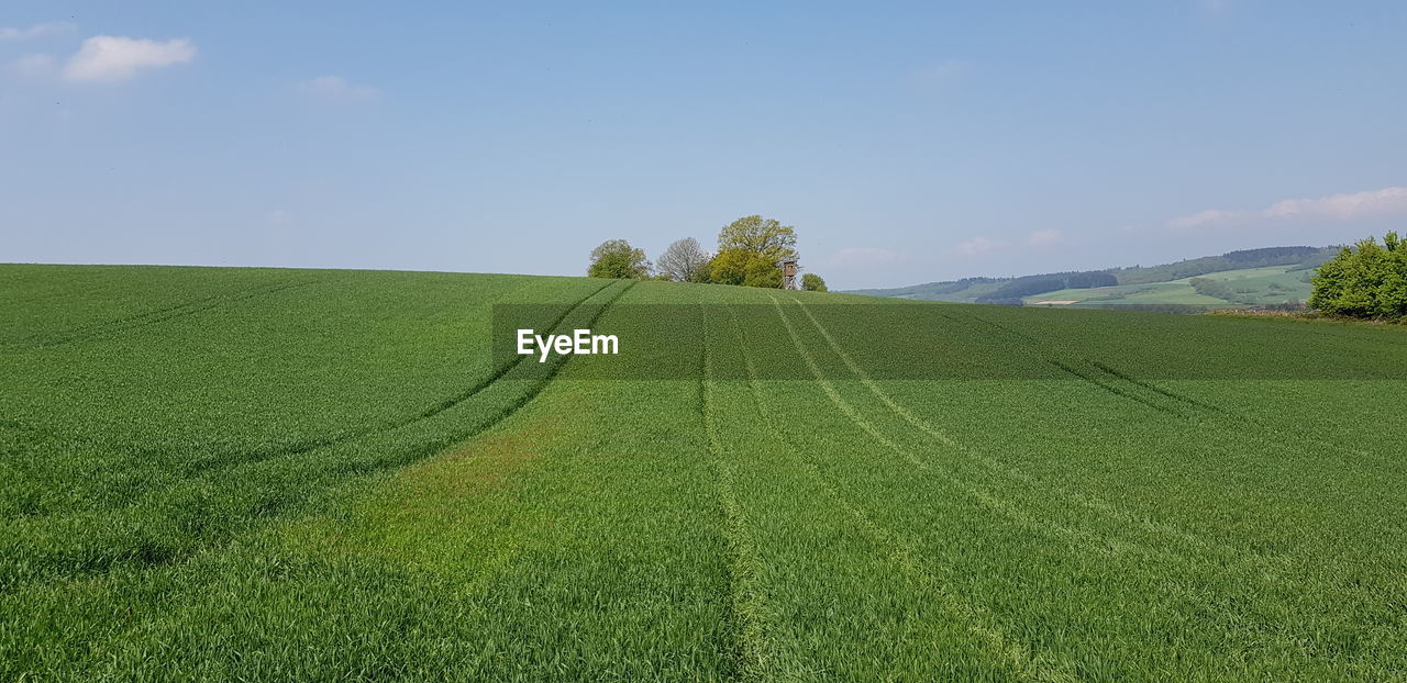 Scenic view of agricultural field against sky