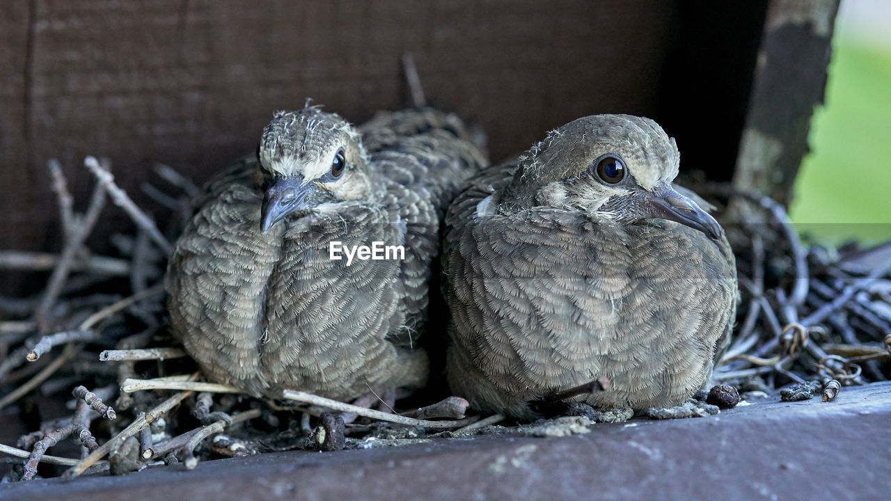 CLOSE-UP OF BIRDS