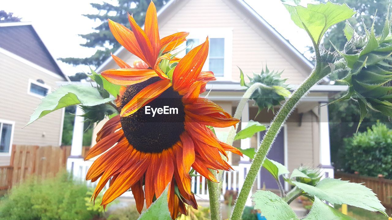 CLOSE-UP OF ORANGE FLOWER AGAINST SKY