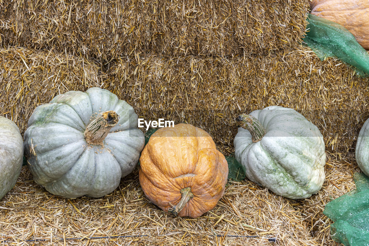 High angle view of pumpkins