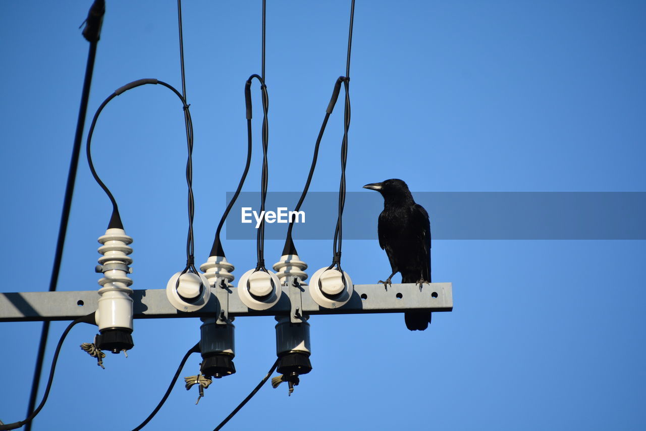 The crow on the electric tower 