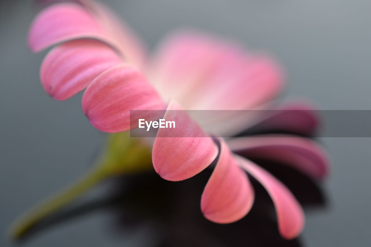 Close-up of pink flower