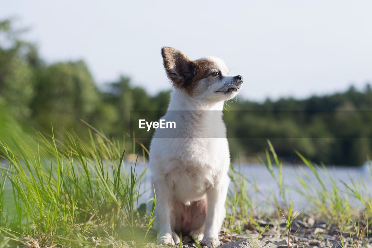 VIEW OF A DOG LOOKING AWAY