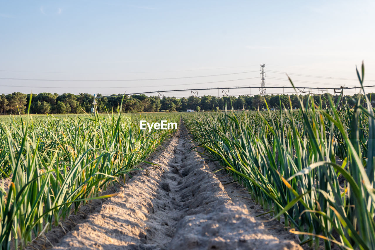 View from the ground of a garlic plantation with dense grasses 