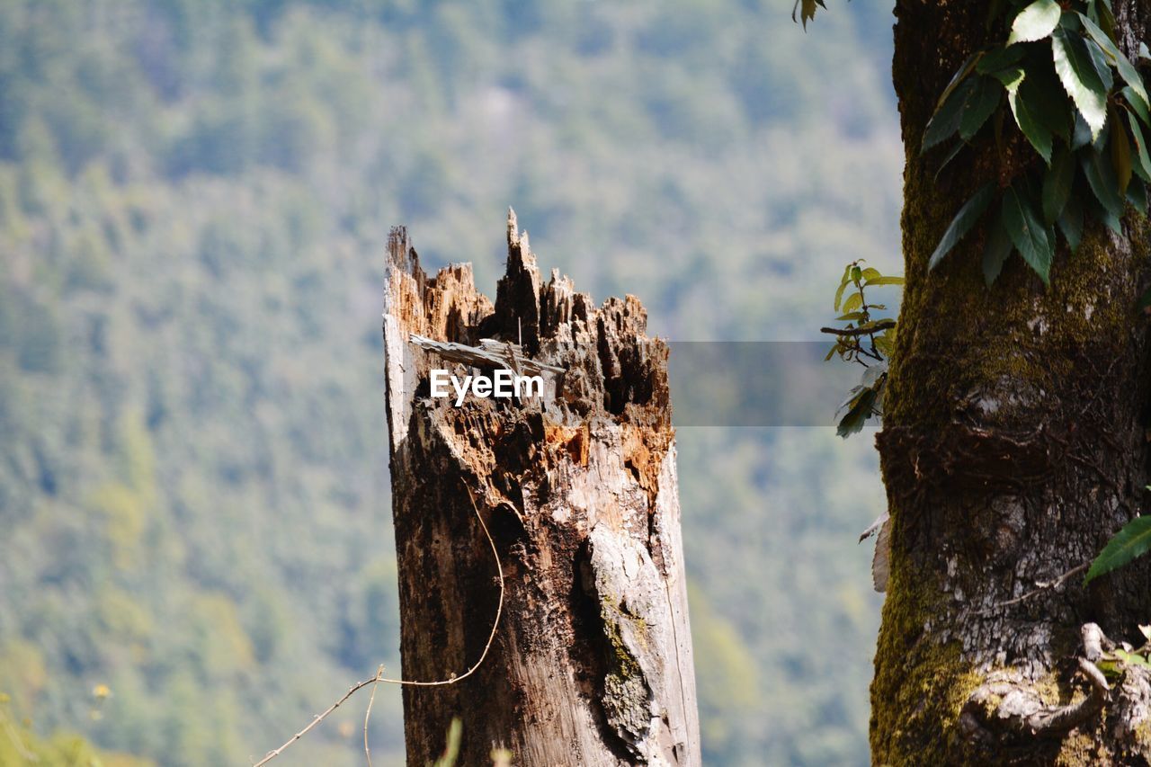 Damaged tree in forest