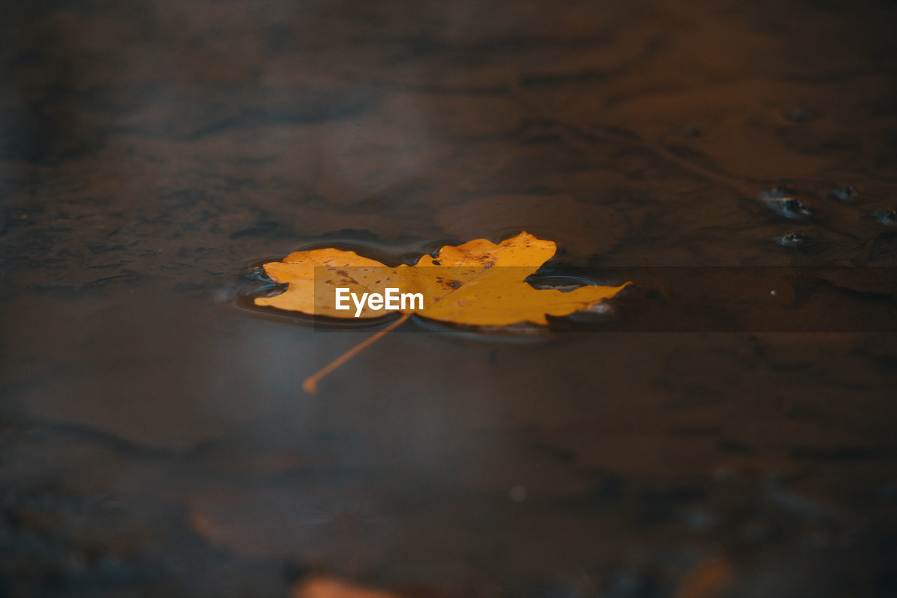 High angle view of dry leaves floating on water