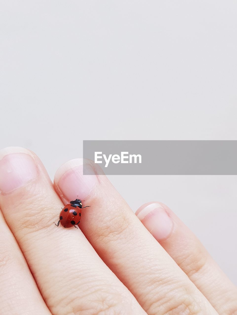 Ladybug on woman's hand