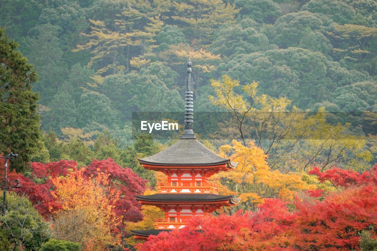 View of temple in forest during autumn
