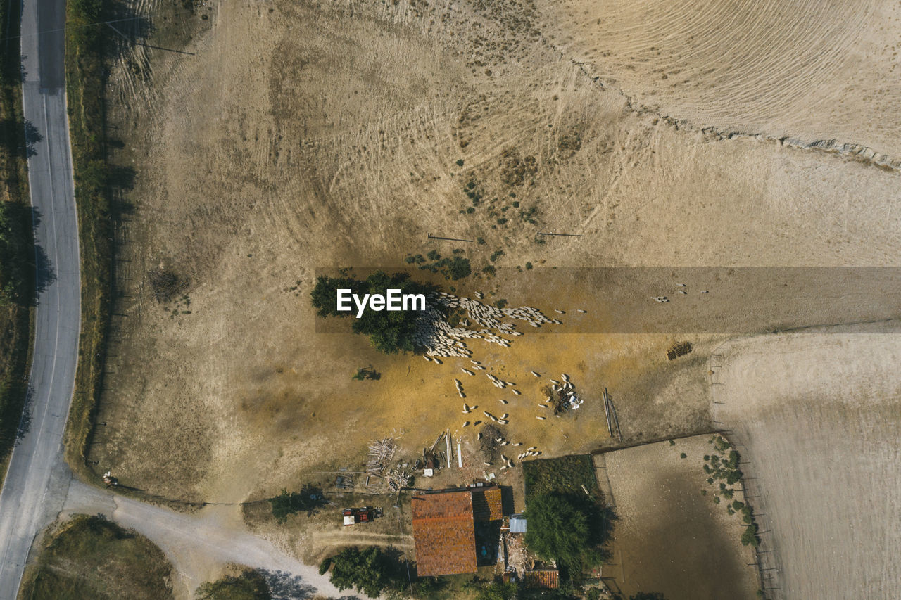 Sheep farm in tuscany photographed with a drone